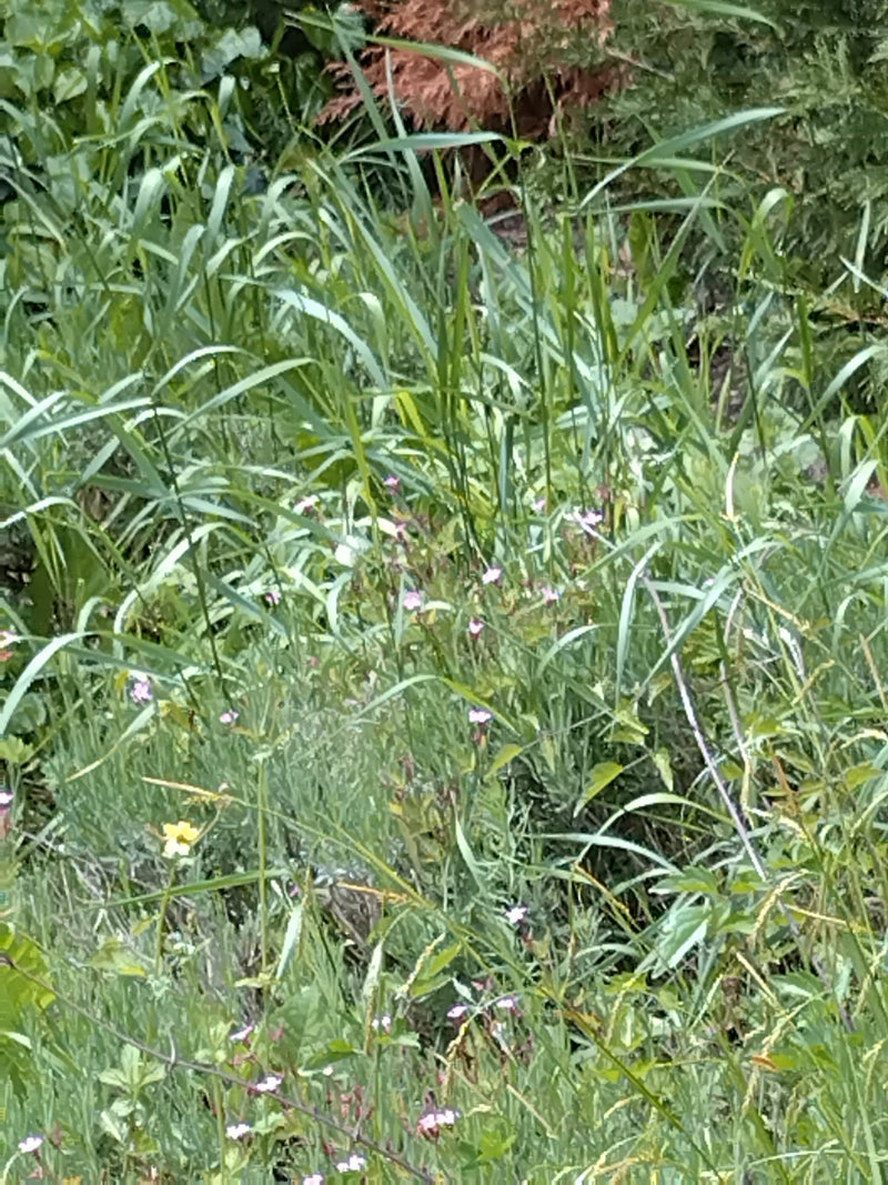 Kleiner Kohlweißling — Bild 1