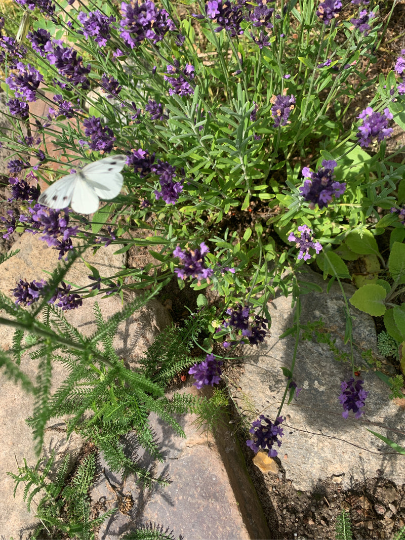 Ein Kleiner Kohlweißling sitzt auf den violetten Blüten von Lavendel. Im Hintergrund sind weitere Pflanzen und Steine zu sehen.