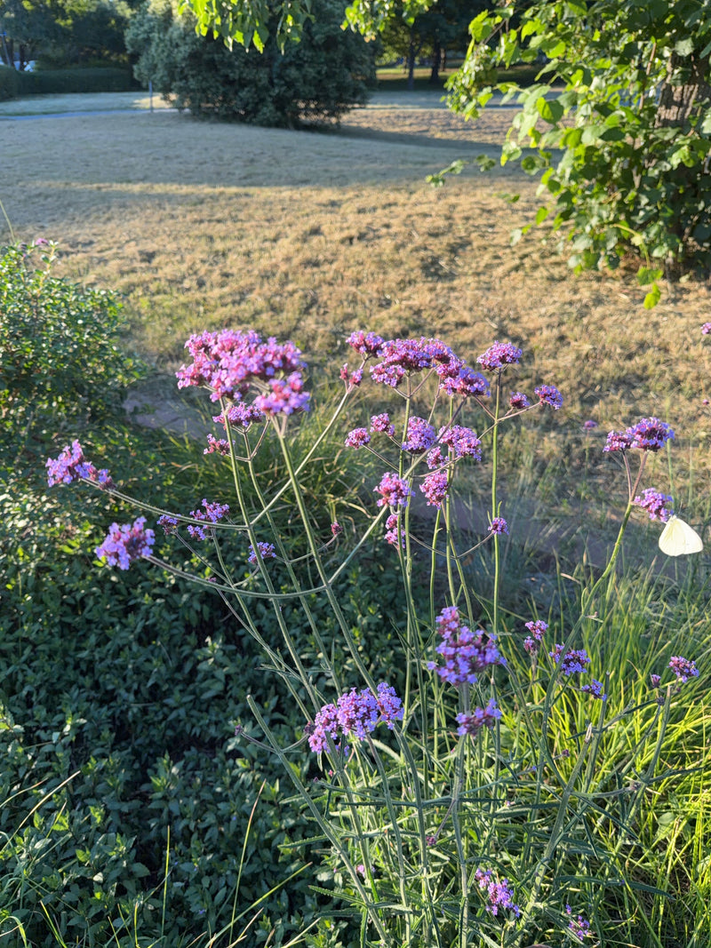 Kleiner Kohlweißling — Bild 5