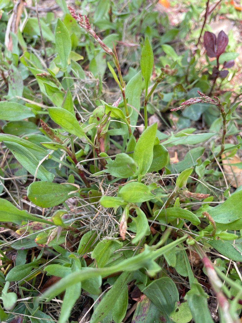 Kleiner Sauerampfer — Bild 2