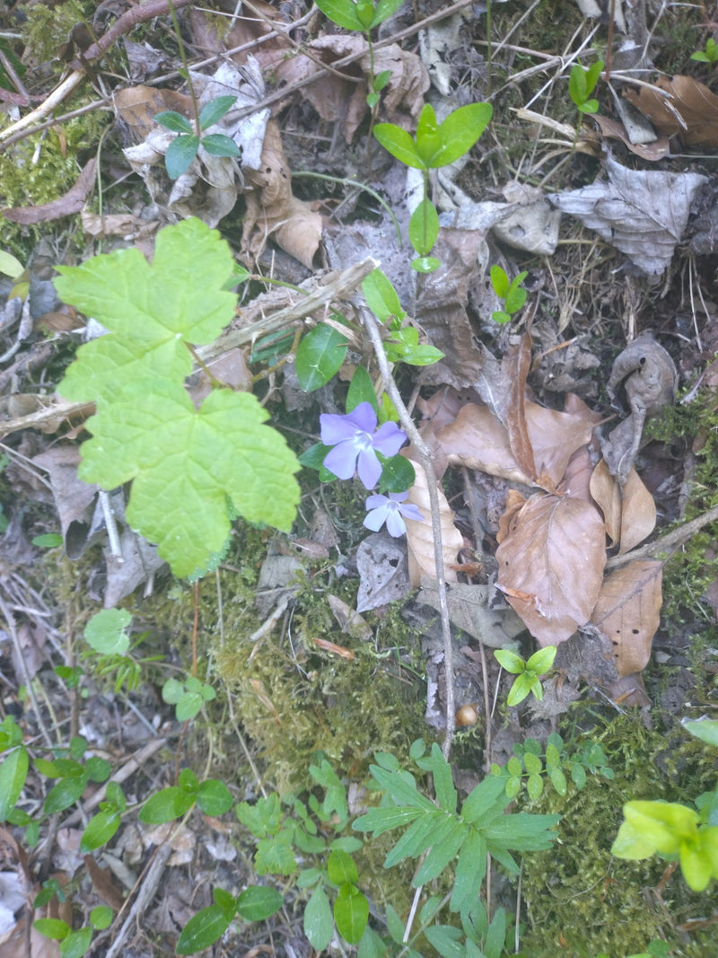 Kleines Immergrün — Bild 5