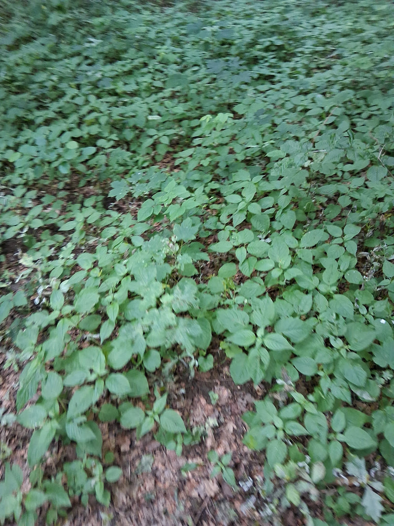 Kleines Springkraut — Bild 1