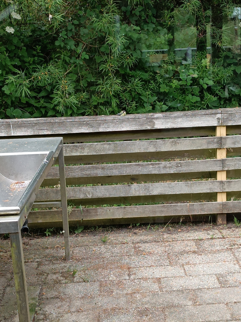 Kohlmeise — Bild 5