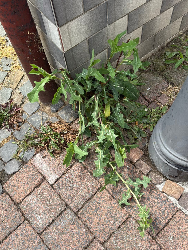 Kompasslattich — Bild 3