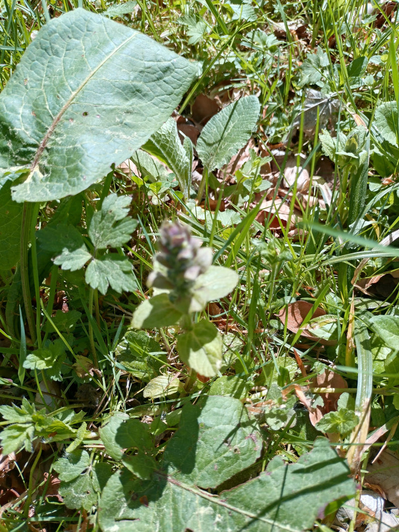 Kriechender Günsel — Bild 3