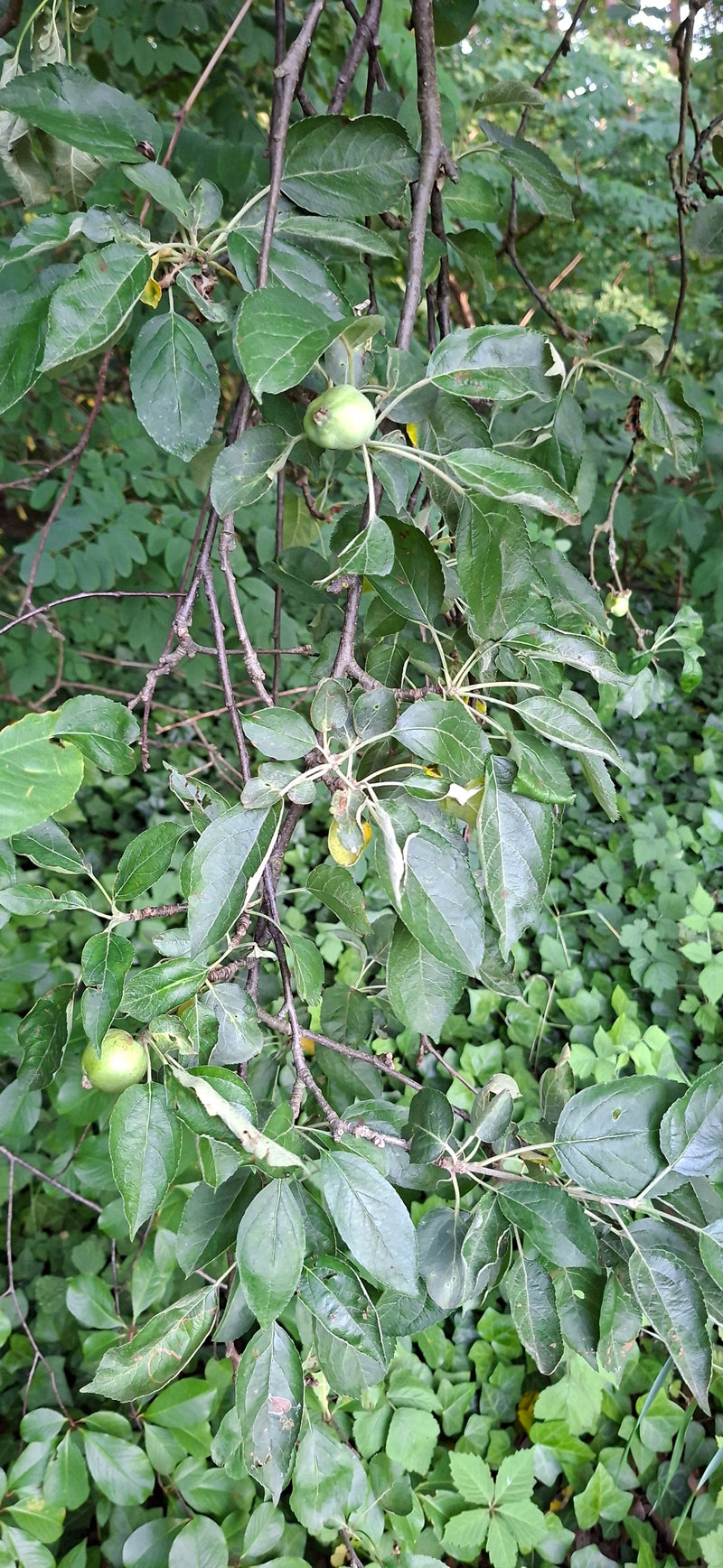 Apfelbaum — Bild 4