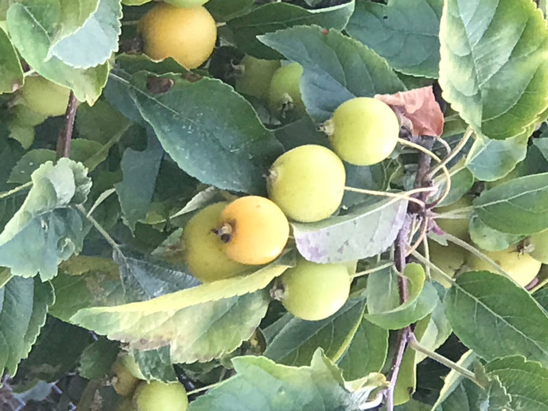 Apfelbaum — Bild 3