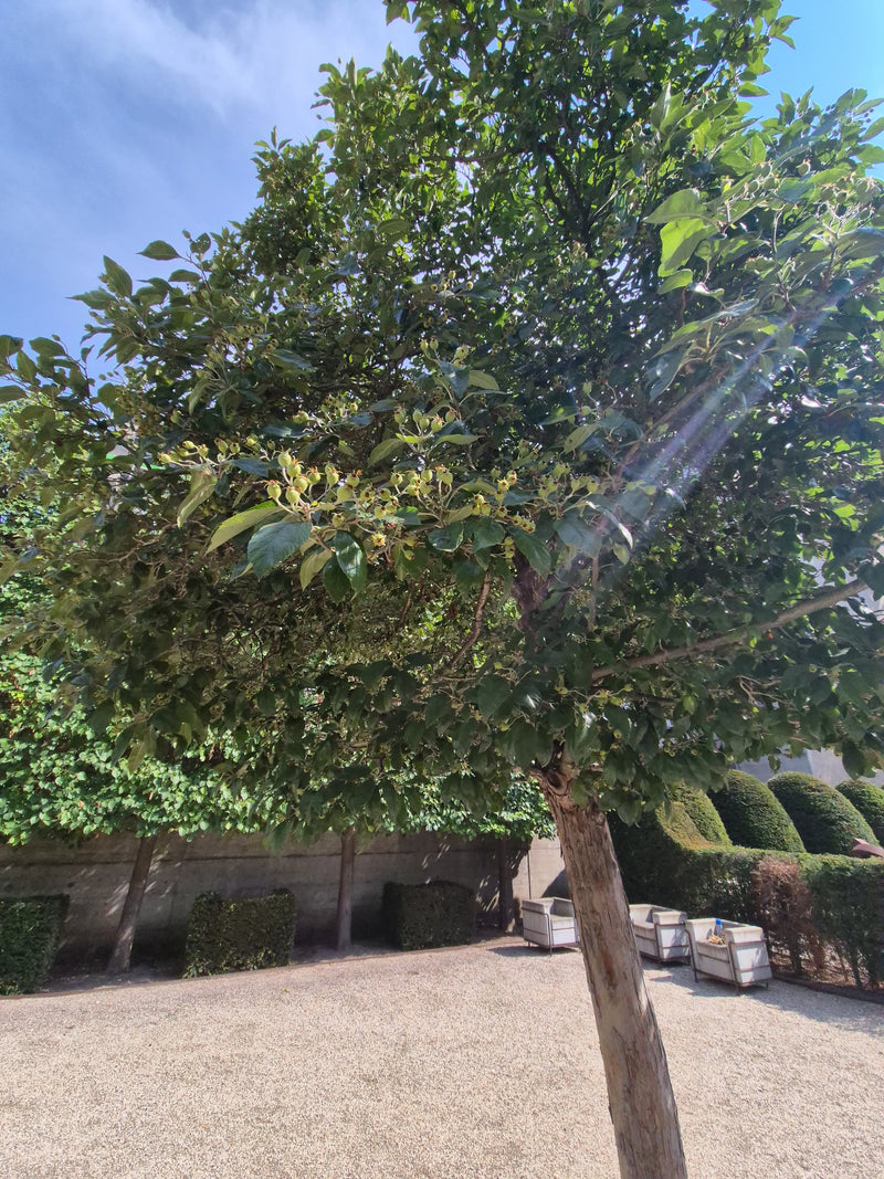Apfelbaum — Bild 1
