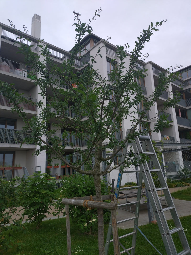 Apfelbaum — Bild 4