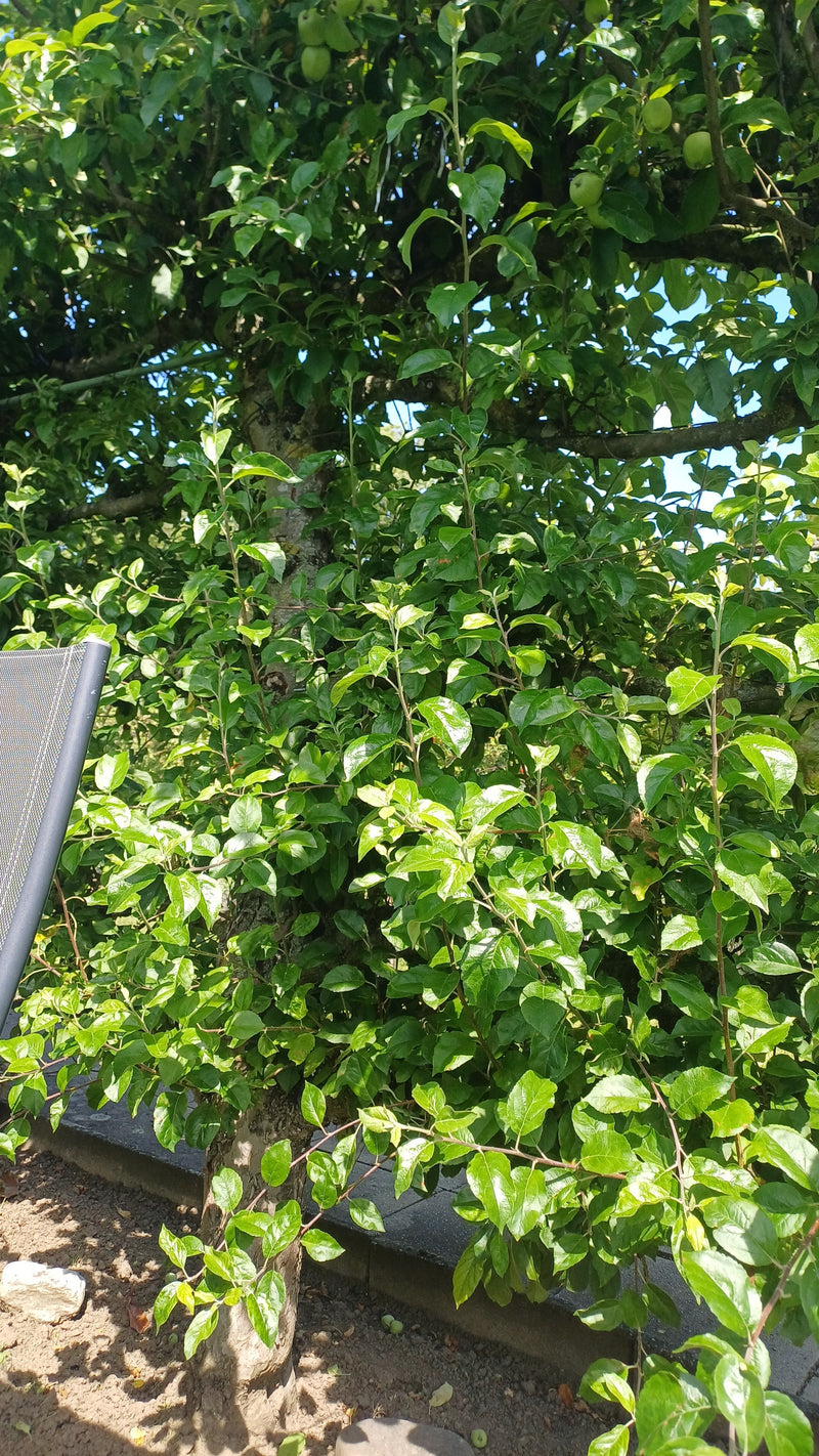 Apfelbaum — Bild 1