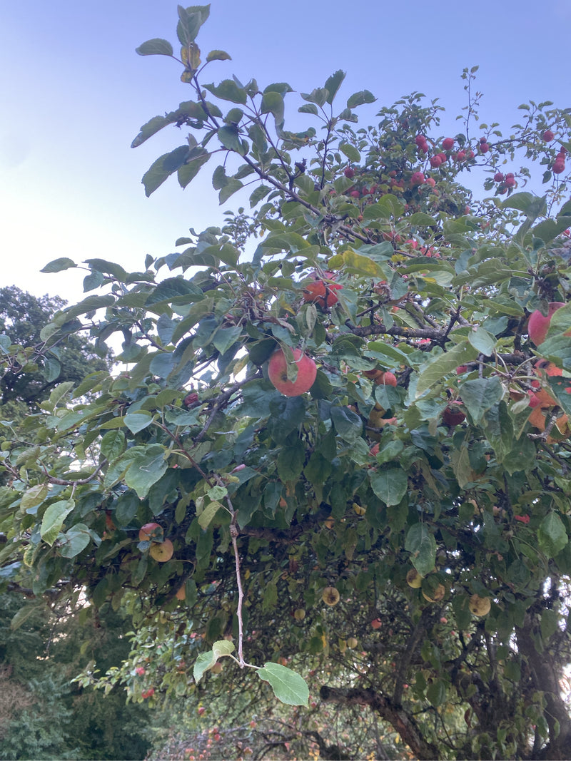 Apfelbaum — Bild 1 von 29