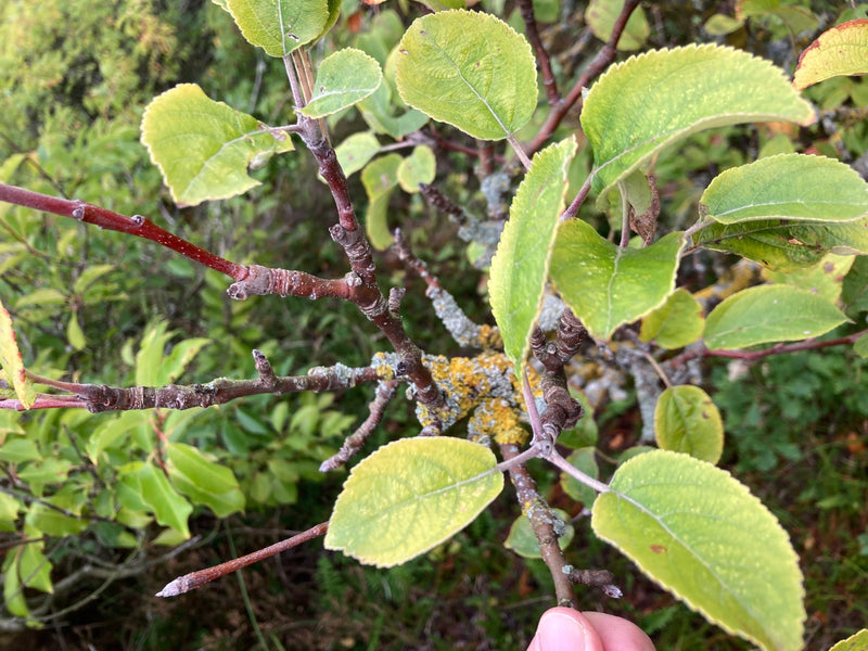 Apfelbaum — Bild 5