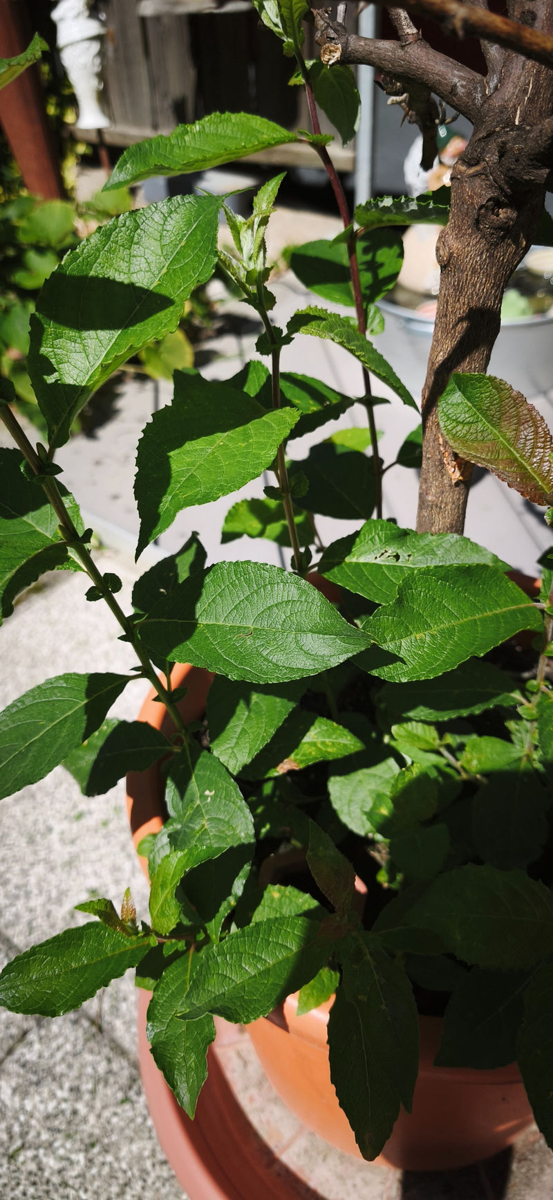Apfelbaum — Bild 2