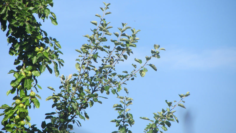 Apfelbaum — Bild 4