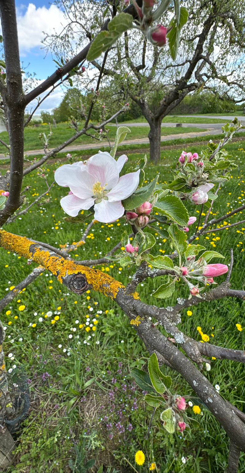 Apfelbaum — Bild 3