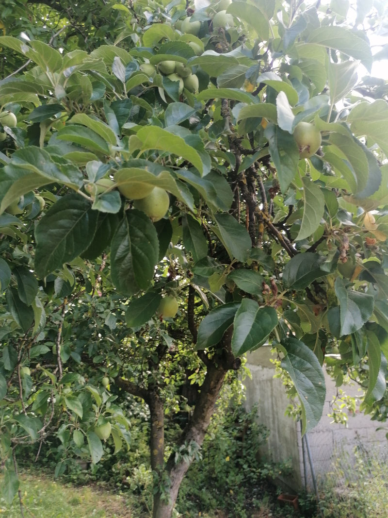 Apfelbaum — Bild 3