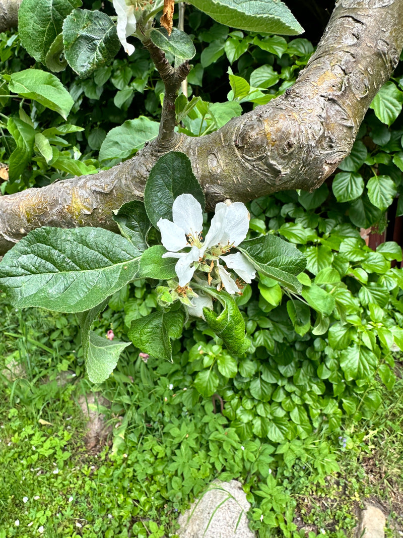 Apfelbaum — Bild 2