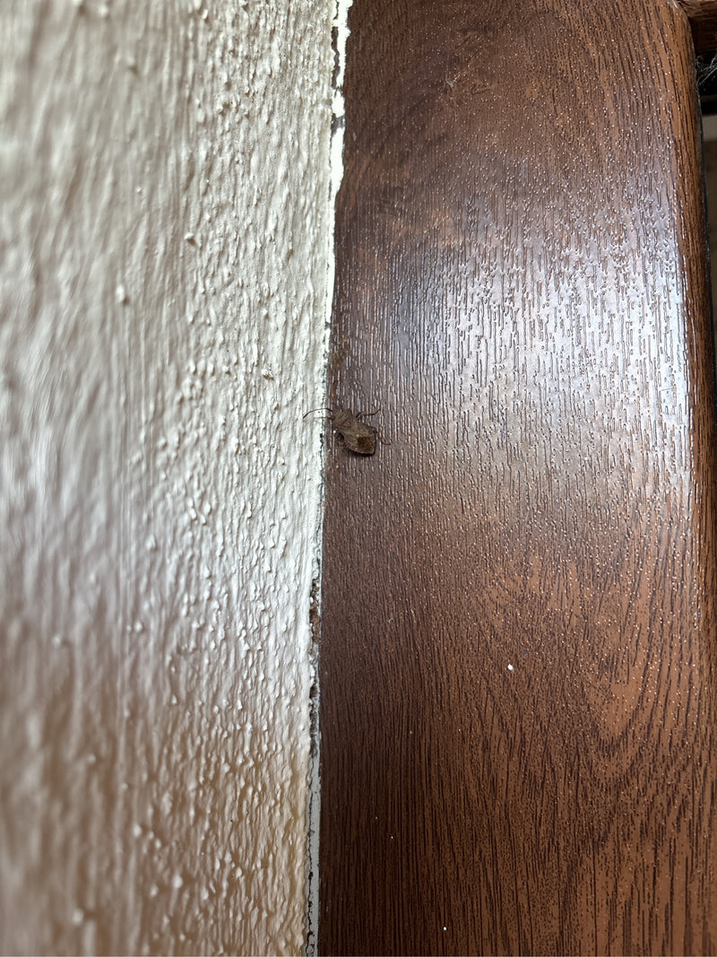 Lederwanze — Bild 5 von 19