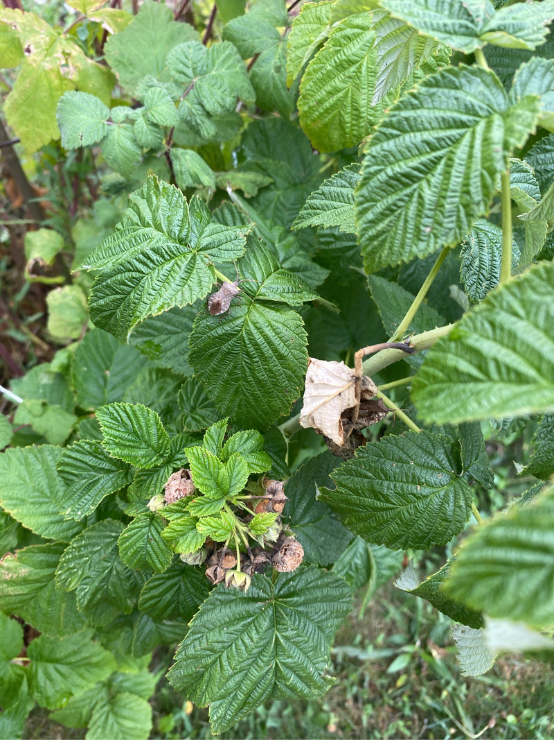 Lederwanze — Bild 3 von 19