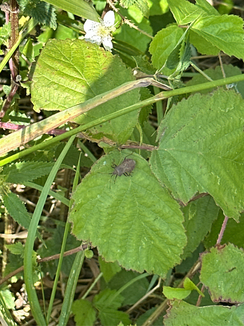 Lederwanze — Bild 2 von 19