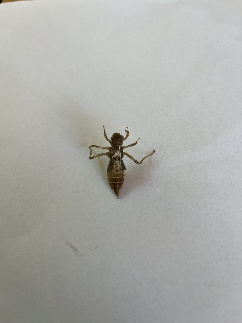 Libelle — Bild 1