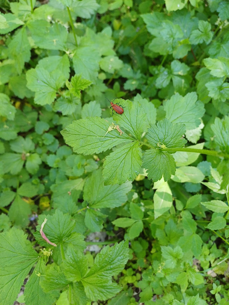 Lilienhähnchen — Bild 3