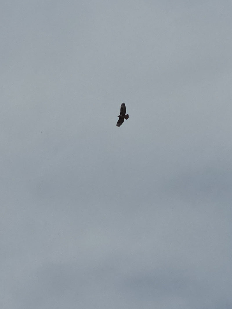 Mäusebussard — Bild 2