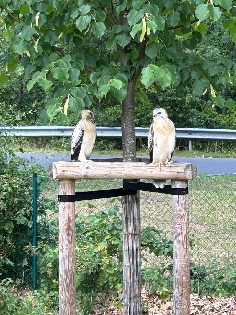 Zwei Mäusebussarde sitzen nebeneinander auf einer hölzernen Baumstütze. Im Hintergrund sind eine Straße und grüne Vegetation zu sehen.