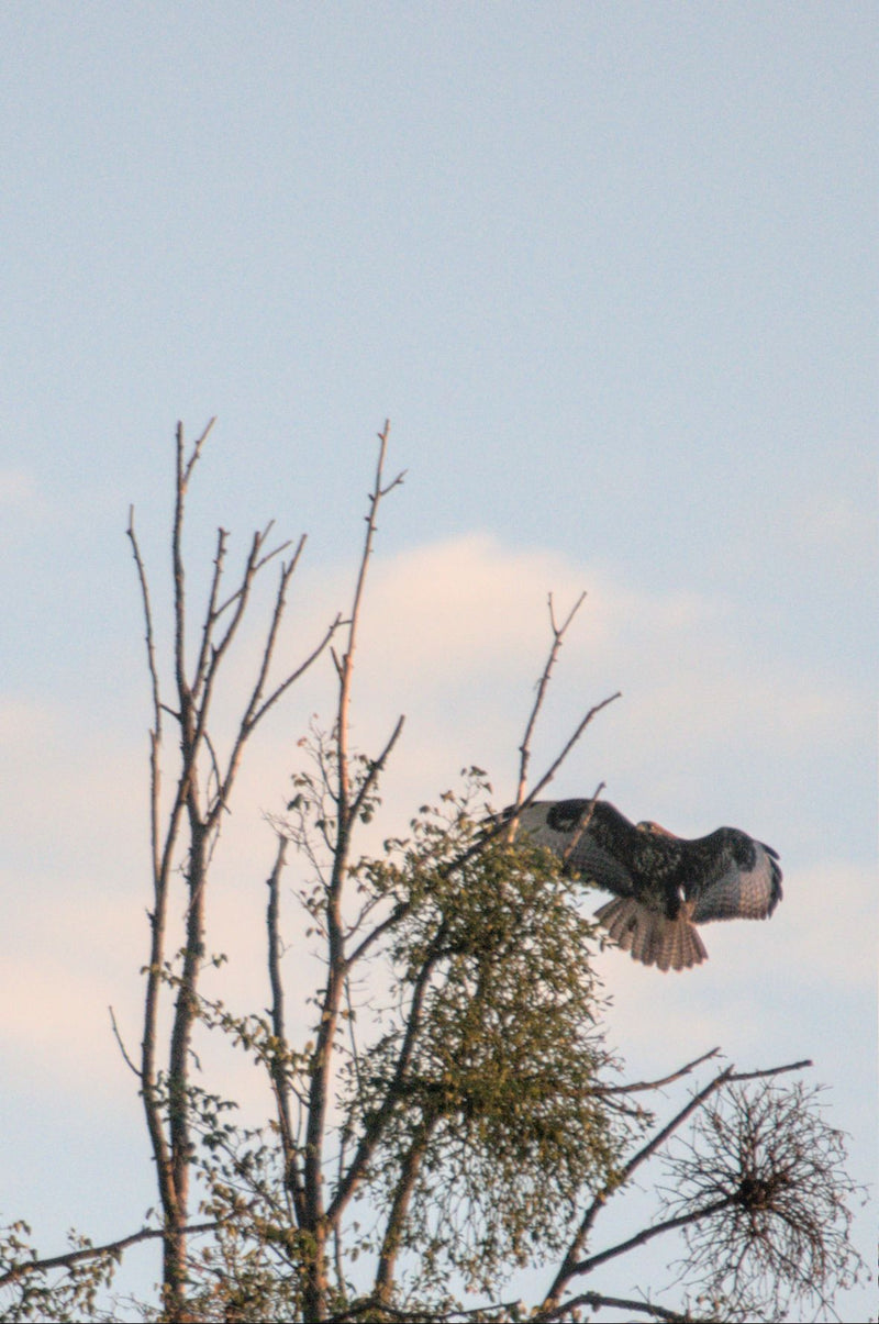 Ein Mäusebussard fliegt im hellen Licht vor kahlen Baumwipfeln und einem blauen Himmel.