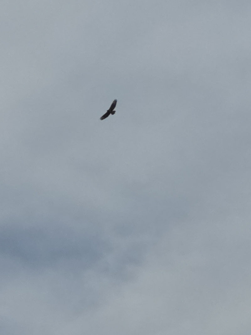 Mäusebussard — Bild 4