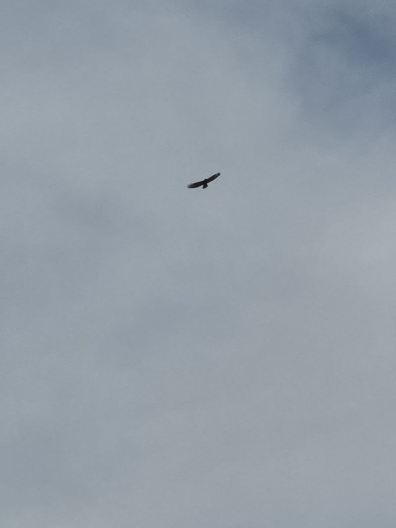 Mäusebussard — Bild 3