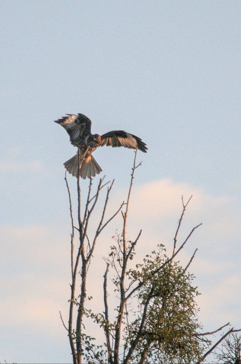 Ein Mäusebussard sitzt mit ausgebreiteten Flügeln auf der Spitze eines kahlen Baumes. Der Hintergrund zeigt einen hellen, leicht bewölkten Himmel.