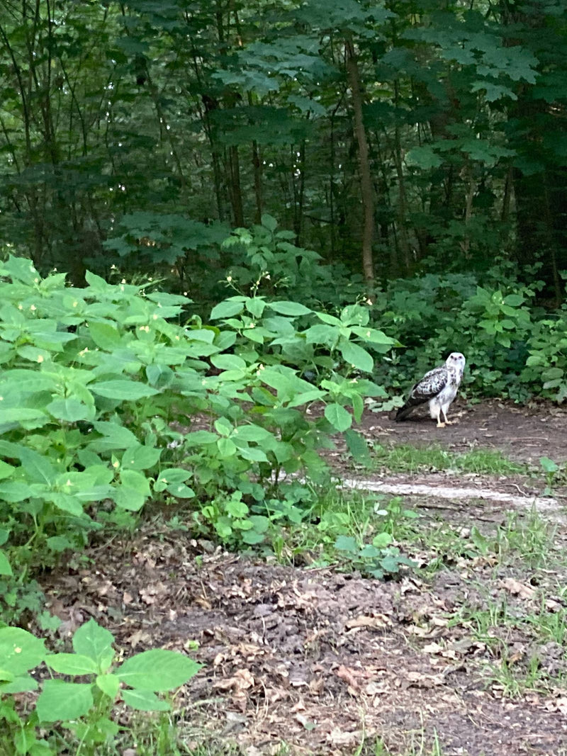 Ein Mäusebussard sitzt auf dem kahlen Waldboden neben dichtem grünen Unterholz. Er blickt aufmerksam in Richtung der Kamera.