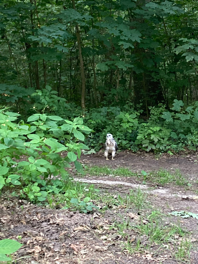 Ein Mäusebussard steht auf einem schmalen Waldweg vor einer dicht bewachsenen Böschung. Der Greifvogel blickt aufmerksam nach vorn.