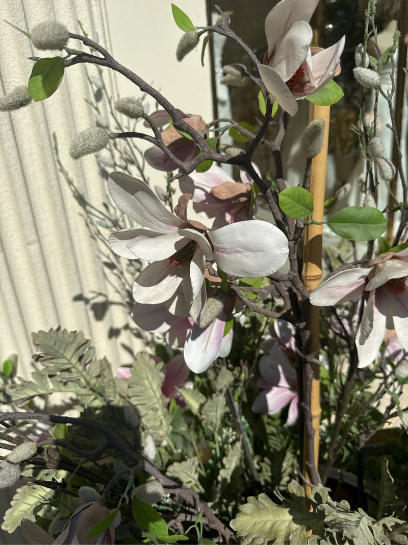 Zu sehen sind geöffnete Magnolienblüten und samtige Knospen an dunklen Zweigen. Die hellen Blütenblätter zeigen feine rosa Nuancen vor einer hellen Wand.