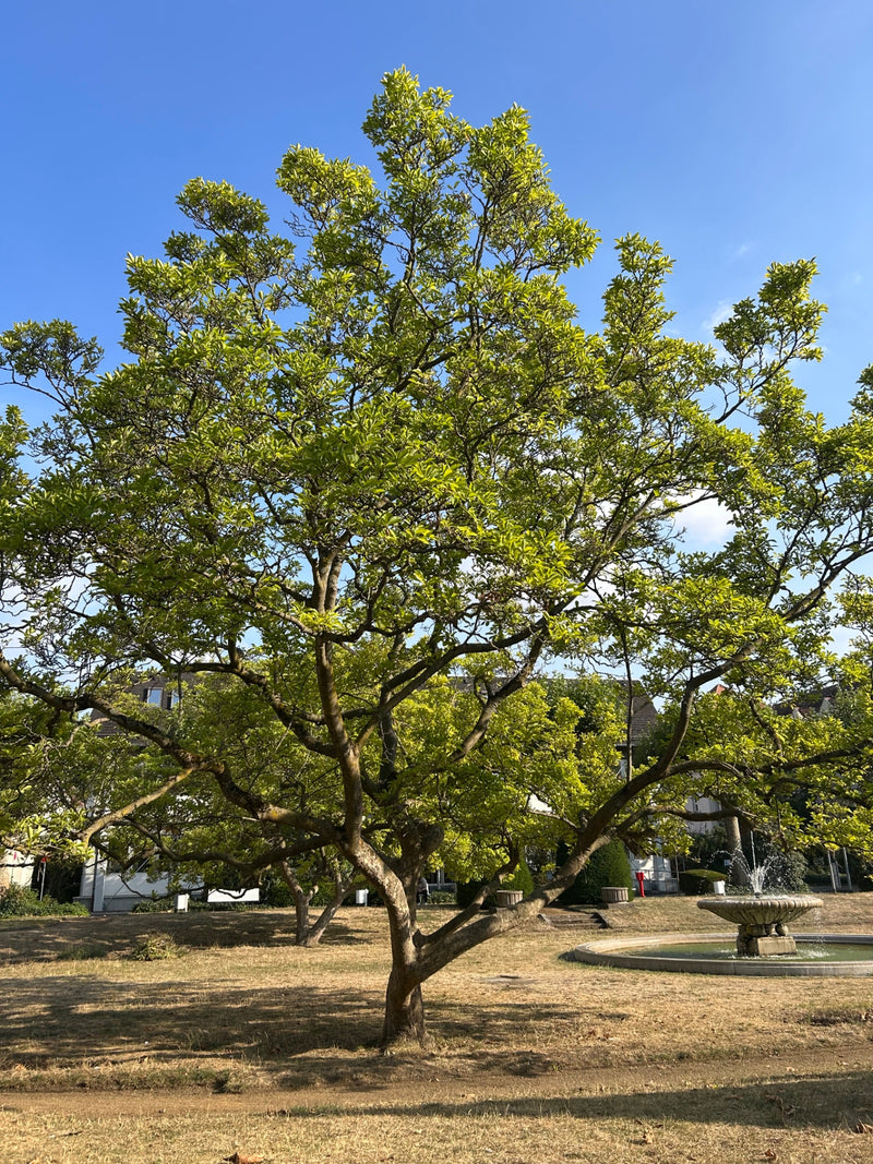 Das Bild zeigt einen grossen, voll belaubten Magnolienbaum in einem Park. Im Hintergrund sind Gebäude und ein Brunnen zu sehen.