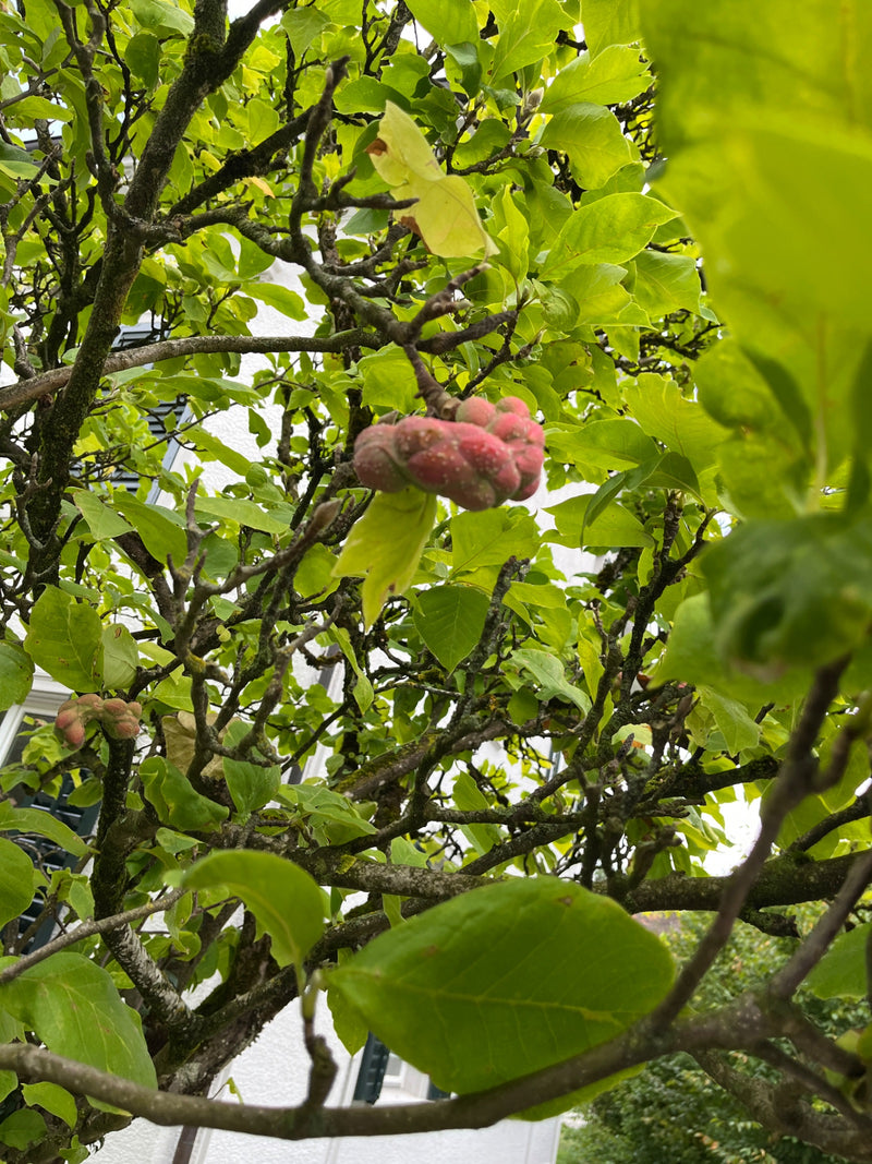 Zu sehen ist ein reifender, rosa Fruchtstand einer Magnolie inmitten von grünen Blättern und Ästen. Die Aufnahme zeigt die Pflanze in ihrer natürlichen Umgeb...