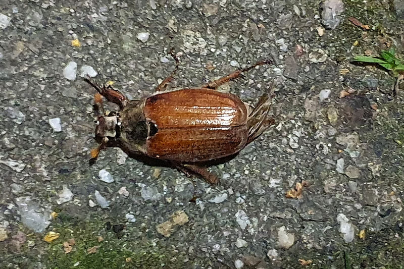 Maikäfer — Bild 3