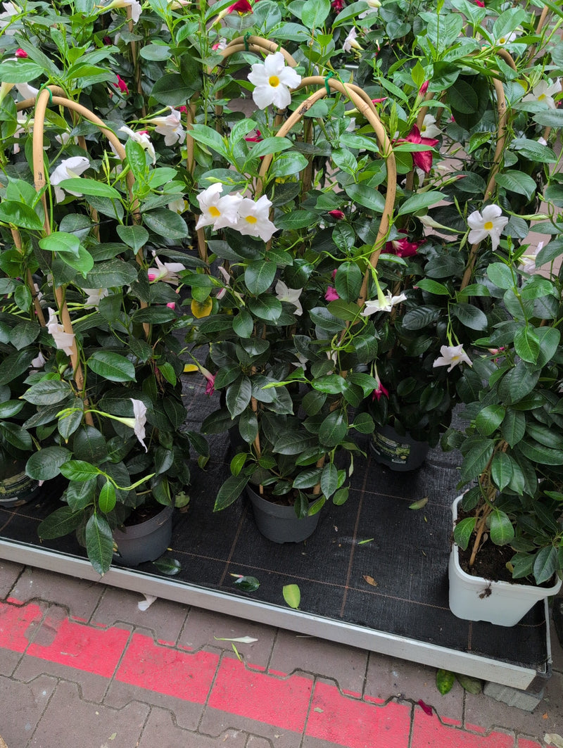 Mandevilla — Bild 3