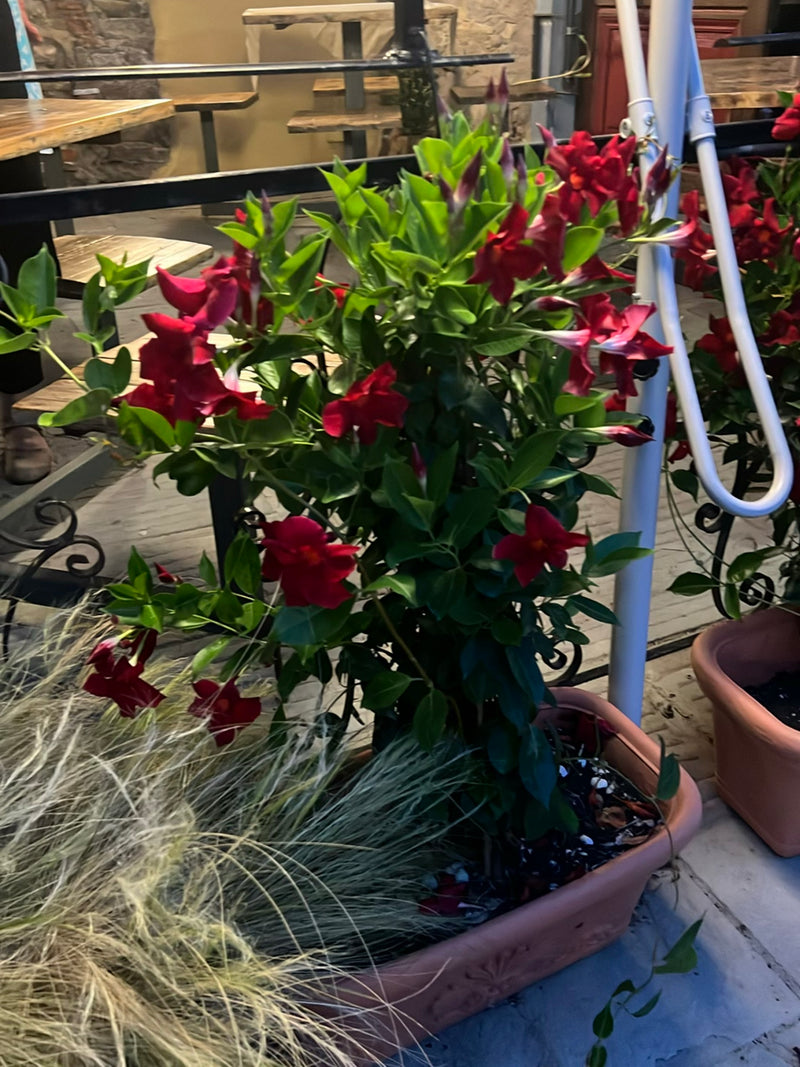 Mandevilla — Bild 2