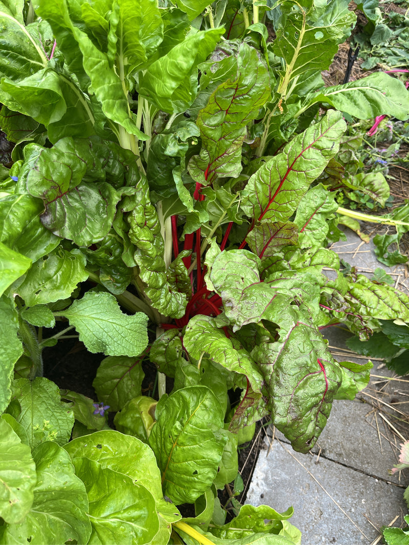 Mangold — Bild 2