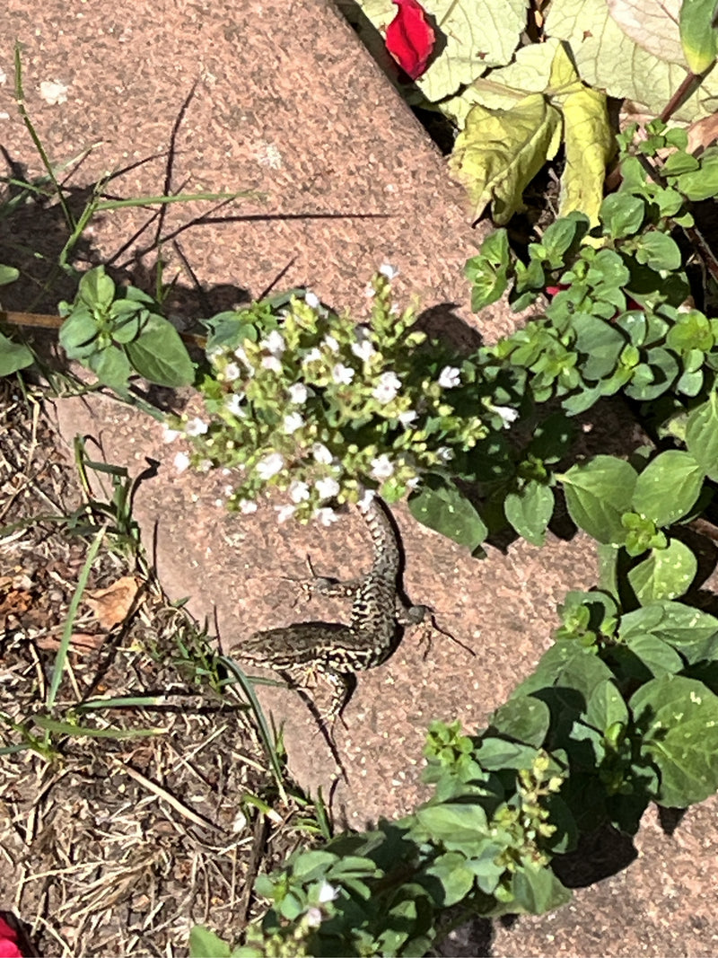 Eine Mauereidechse ruht auf einem steinigen Untergrund, umgeben von grünen Pflanzen und kleinen weißen Blüten. Das Tier ist in Aufsicht gut zu erkennen.