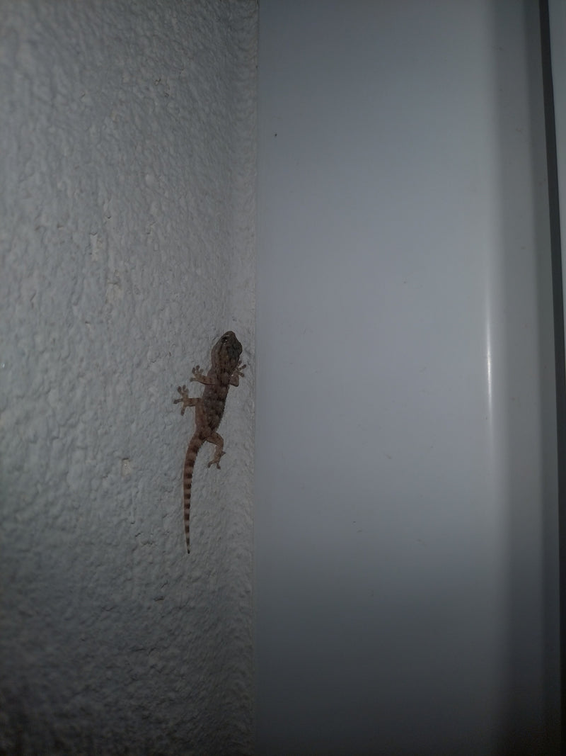 Mauergecko — Bild 1
