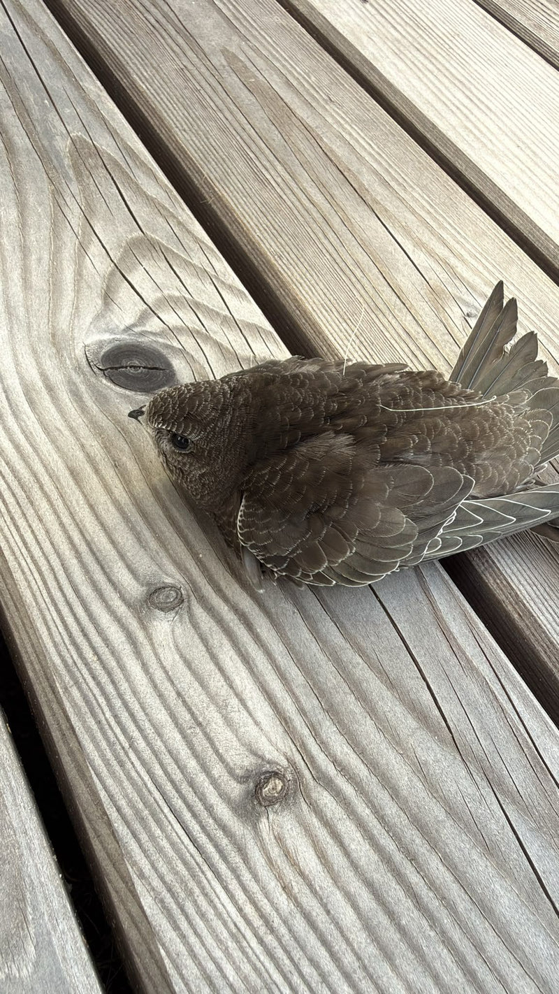 Ein Mauersegler sitzt auf einer hölzernen Terrasse. Der Vogel ruht auf dem Boden.