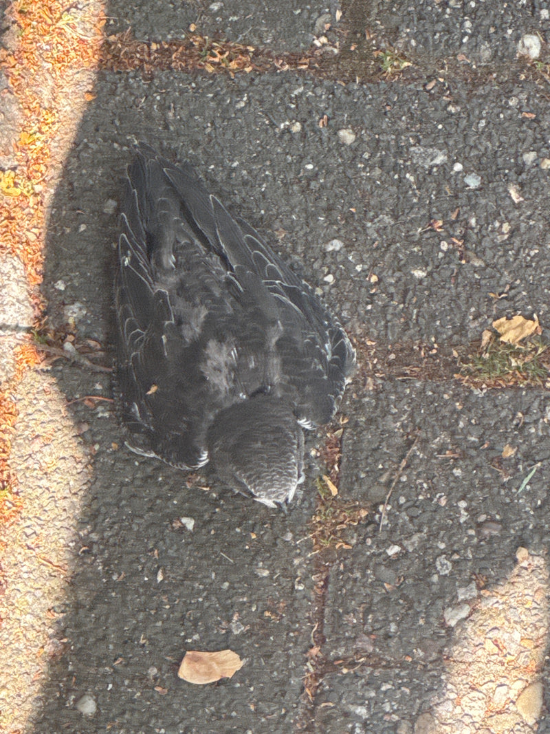 Ein erwachsener Mauersegler sitzt auf dem dunklen Boden. Das Gefieder ist dunkel und die langen Flügel sind am Körper angelegt.