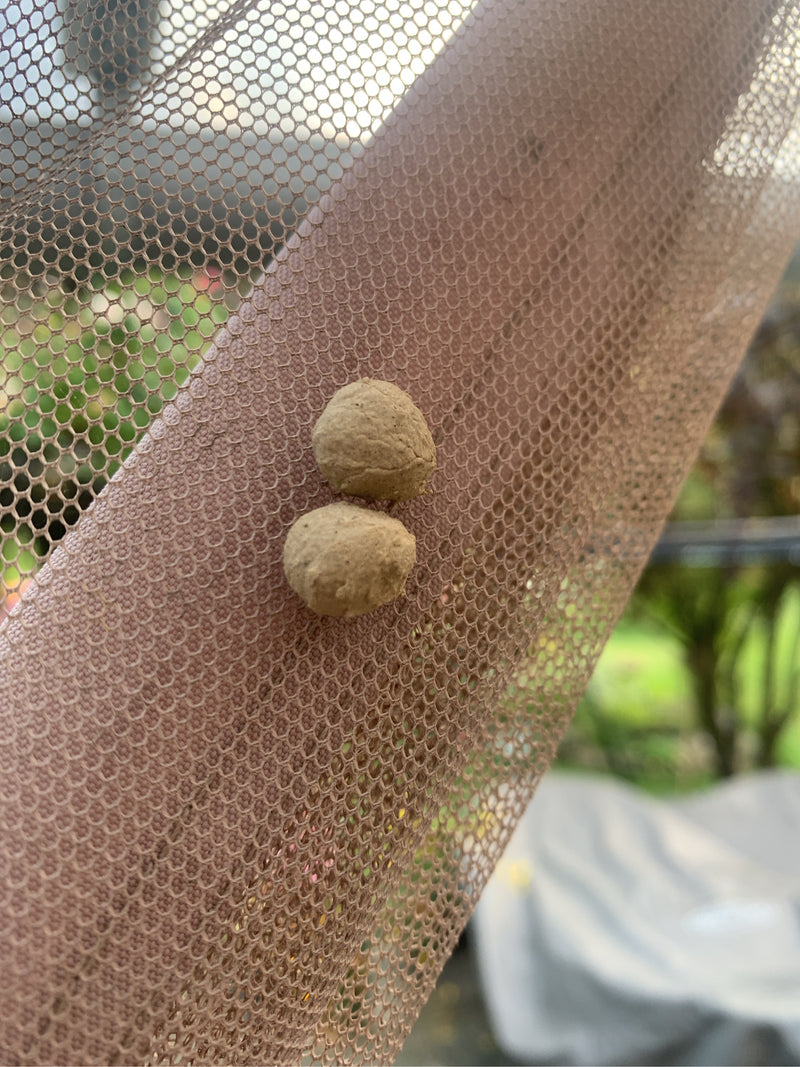 Auf einem feinen Stoffnetz sind zwei kugelförmige Lehmnester einer Mauerwespe zu sehen. Diese charakteristischen Tonbauten dienen der Brutpflege.