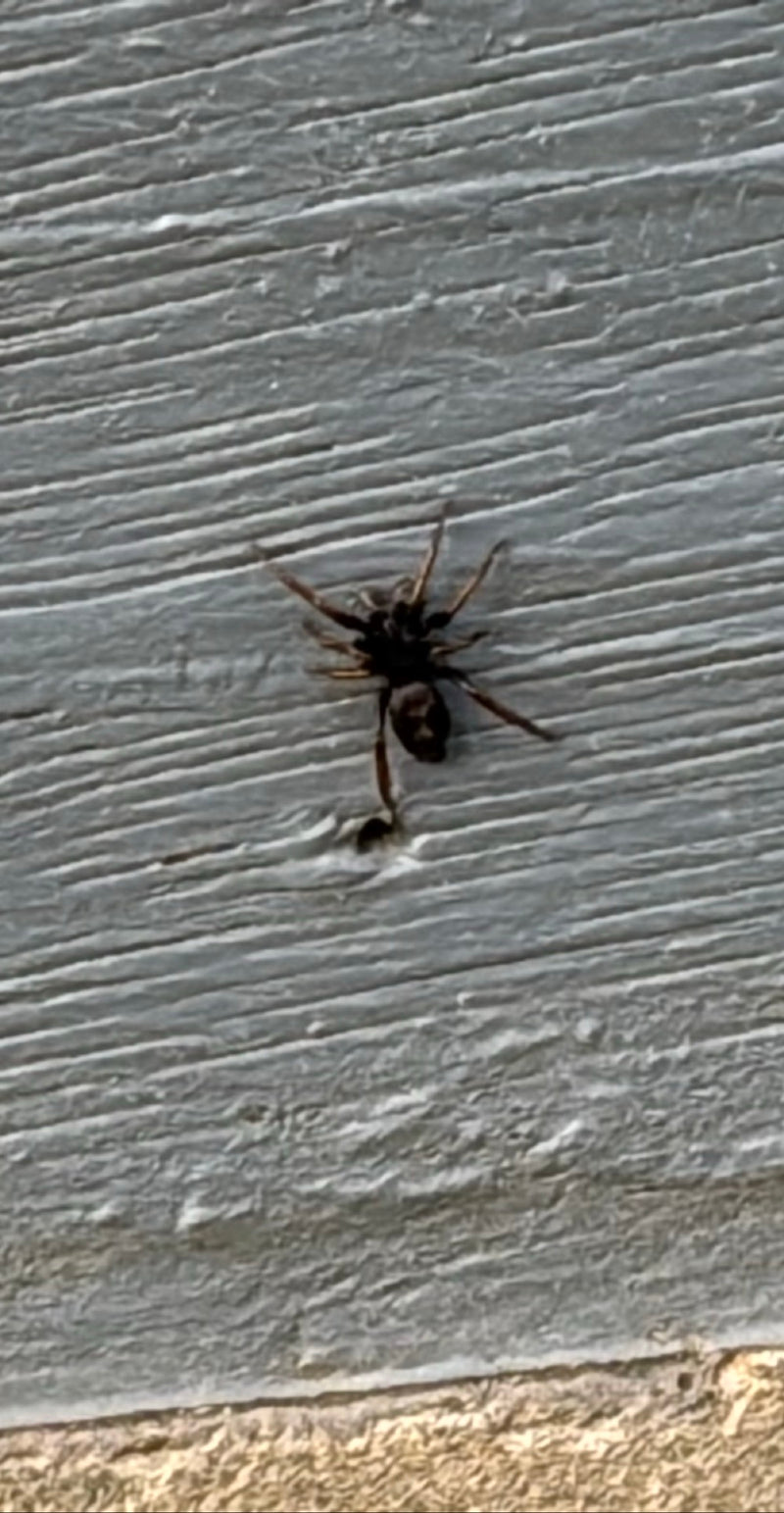 Hauszwirbelspinne — Bild 1