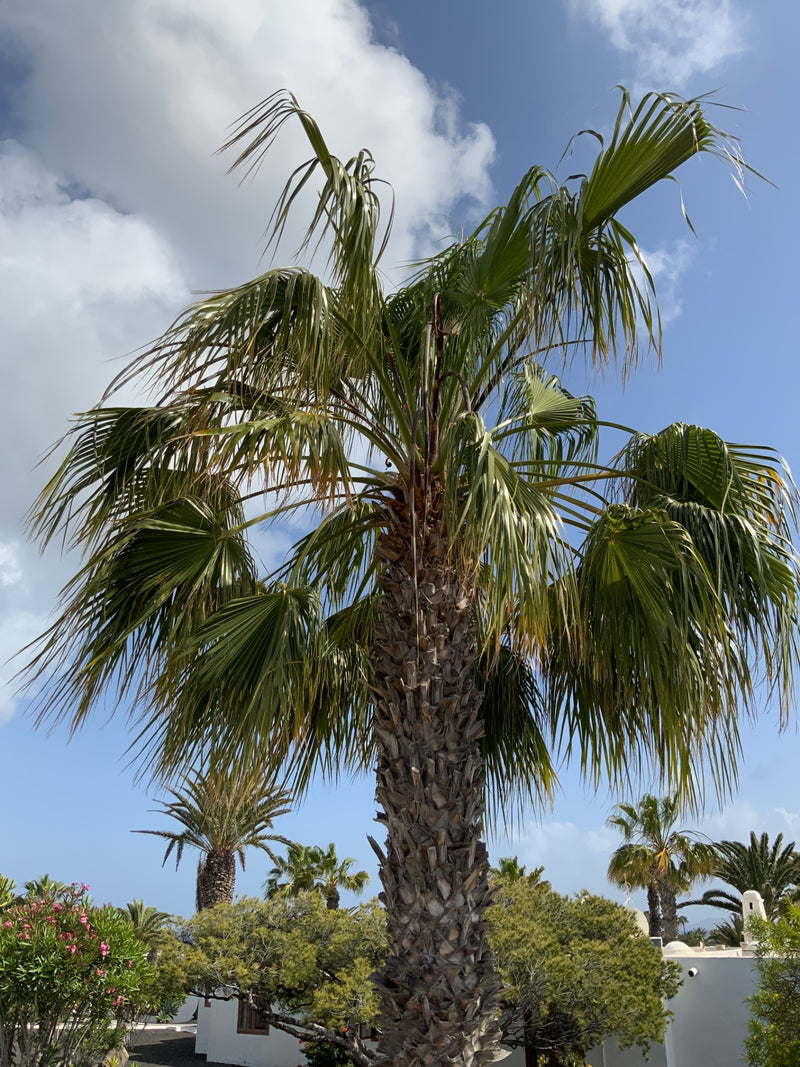 Mexikanische Washingtonpalme — Bild 1