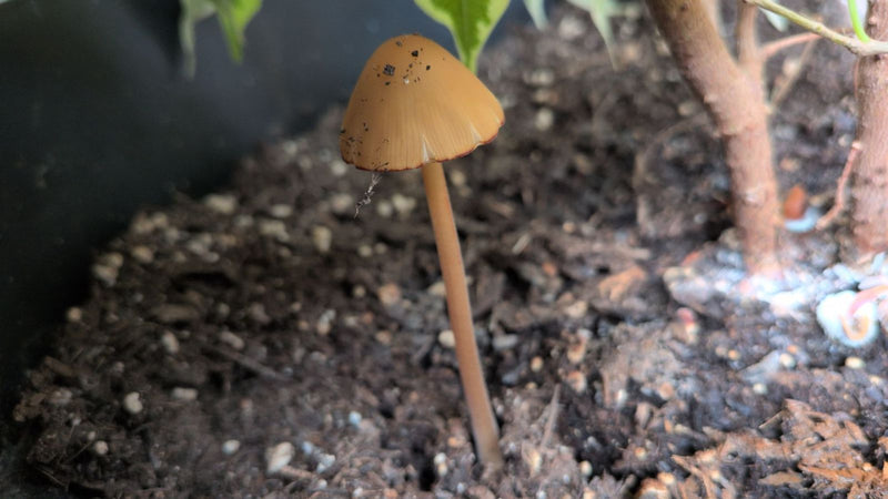 Milchweißer Häubchenpilz — Bild 1