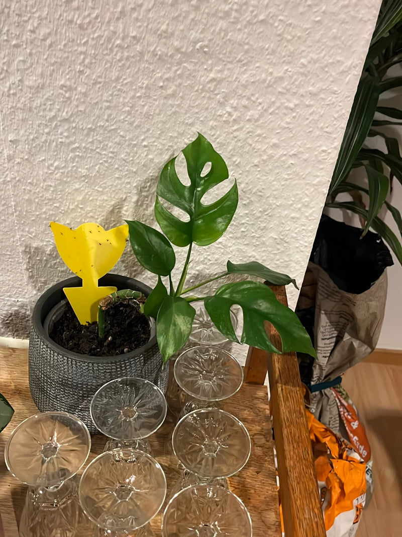 Mini-Monstera — Bild 1